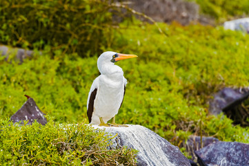 Nazca booby in Galapagos