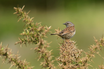 Dunnock