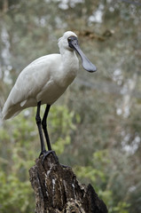 royal spoonbill