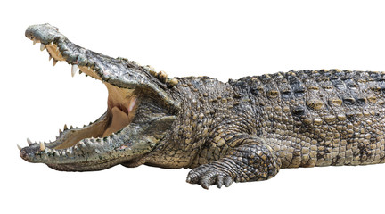 Crocodile bouche ouverte isolé avec chemin de détourage