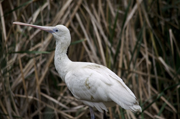 yellow-billed spoonbill