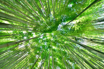 Obraz na płótnie Canvas 新緑が美しい古都鎌倉の竹林 