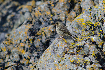 Rock pipit (Anthus petrosus) on rocky coast. Bird in the family Motacillidae, shown in typical habitat on British coast
