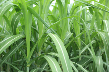 sugarcane plants grow in field