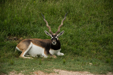 Blackbuck male antelope laying in grassland