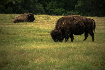 Buffalo bison grazing in grasslands. 