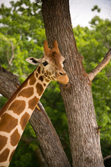 African giraffe among the trees