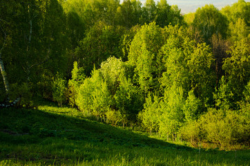 Birch covered with green foliage