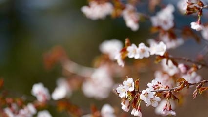尾瀬沼湖畔の桜