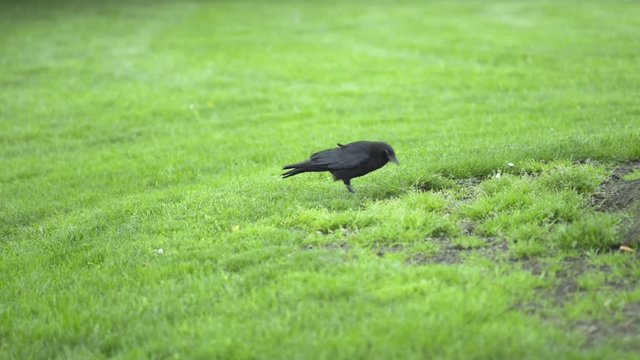 A crow digging up worms from the grass, carrying them in it's beak.