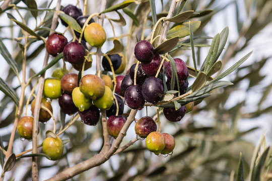 olives ripening on tree with raindrops
