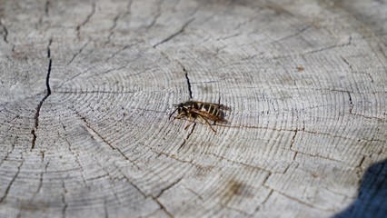 切り株にとまる蜂