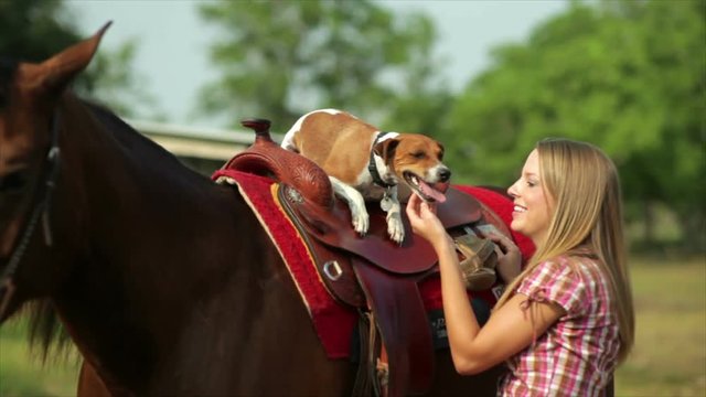 A cute Jack-Rat Terrier dog crouched on the saddle of a horse enjoys his pretty owner's attention.
