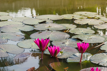 pink waterlily or lotus flower blooming
