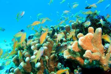 Fototapeta na wymiar 珊瑚に群れる熱帯魚