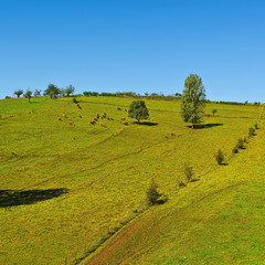Fototapeta premium Grazing Cows