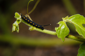 caterpillar worm on leaf in the garden