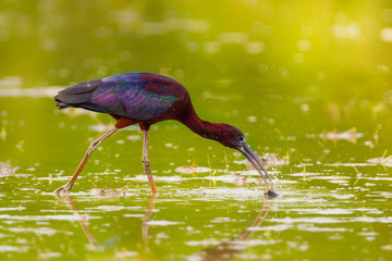 Glossy Ibis ( Plegadis falcinellus ) in real nature of Thailand