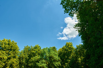 Green trees with blue sky rectangle space