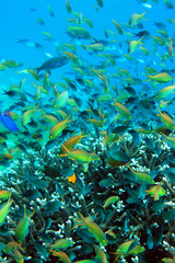 Fototapeta na wymiar 熱帯魚の群れ
