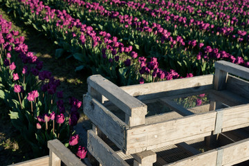 Getting ready to harvest purple tulips, wood boxes in from of rows of tulips
