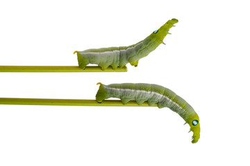 caterpillar on white background