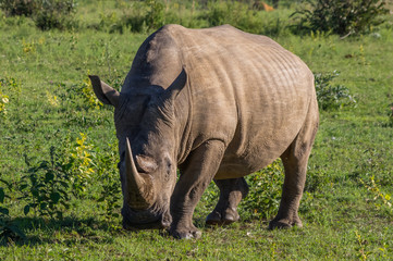 Obraz premium Rhinoceros grazing in the Weldgevonden Game Reserve in South Africa