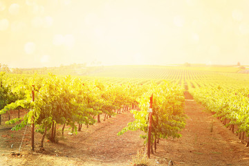 Naklejka premium dreamy Vineyard landscape. vintage filtered image.