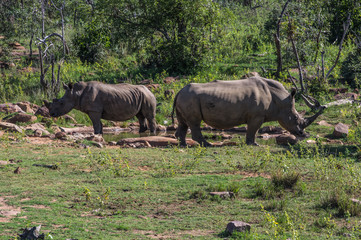 Naklejka premium Southern White Rhinoceros grazing in the Weldgevonden Game Reserve in South Africa
