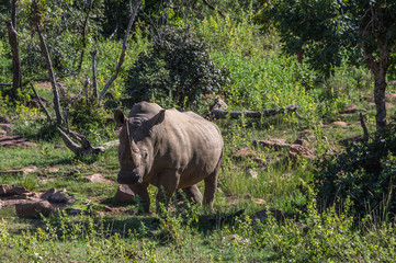 Naklejka premium Southern White Rhinoceros grazing in the Weldgevonden Game Reserve in South Africa