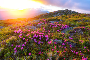 rhododendron