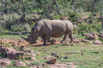 Naklejka na ściany i meble Southern White Rhinoceros grazing in the Weldgevonden Game Reserve in South Africa