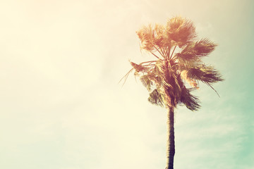 Palm trees against sky. retro style image