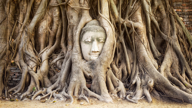 Buddha head in the tree roots at Wat Mahathat temple, Ayutthaya, Thailand.