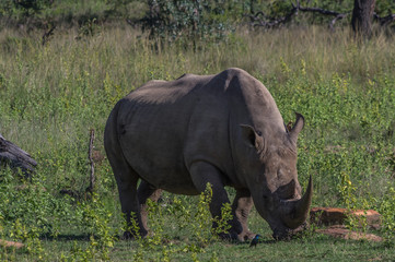 Obraz premium Southern White Rhinoceros grazing in the Weldgevonden Game Reserve in South Africa
