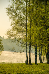 Naklejki  poranna mgła. wokół jeziora rośnie brzoza.