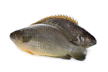 common climbing perch fish or Koi fish on white background