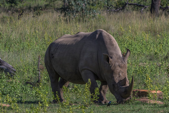 Southern White Rhinoceros grazing in the Weldgevonden Game Reserve in South Africa