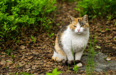 Naklejka na ściany i meble Cat sitting on the path in the garden