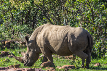 Southern White Rhinoceros grazing in the Weldgevonden Game Reserve in South Africa