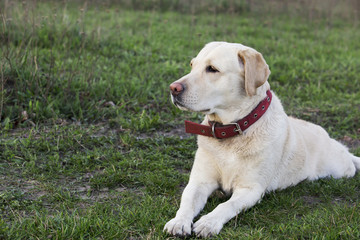 dog breed Labrador