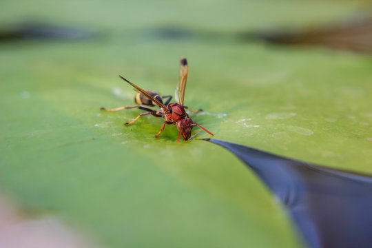 Wasps drinking water