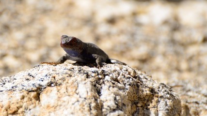 Lizard Sitting on a Rock