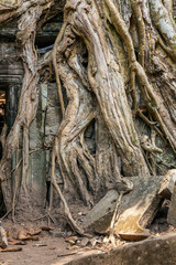 Huge roots in the temple of Ta Prohm. Cambodia.