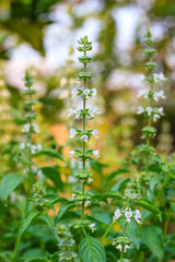 Holy basil flowers