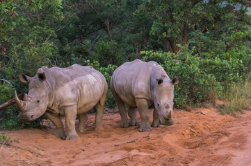Fototapeta premium Southern White Rhinoceros sleeping in the Weldgevonden Game Reserve in South Africa