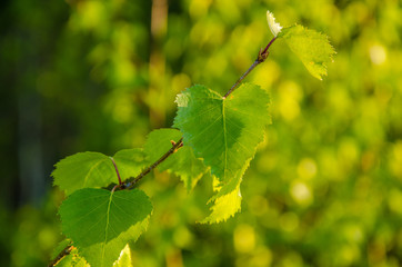 Spring forest. birch after the rain .