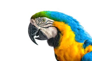 Fotobehang Papegaai Аra papegaai op een witte achtergrond.