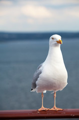 sea gull on the railing of a cruise ship 