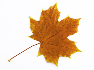 Autumn orange maple leaf isolated on white background
